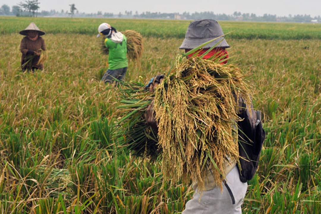 Wakaf Bisa Jadi Solusi Ketahanan Pangan Saat Pandemi