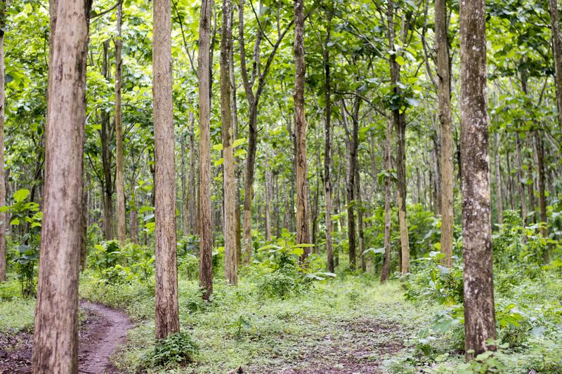 Kementrian Agama Dukung Pelestarian Lingkungan Hidup Melalui Program Hutan Wakaf